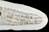 Composite Fossil Plesiosaur Paddle - Goulmima, Morocco #73946-2